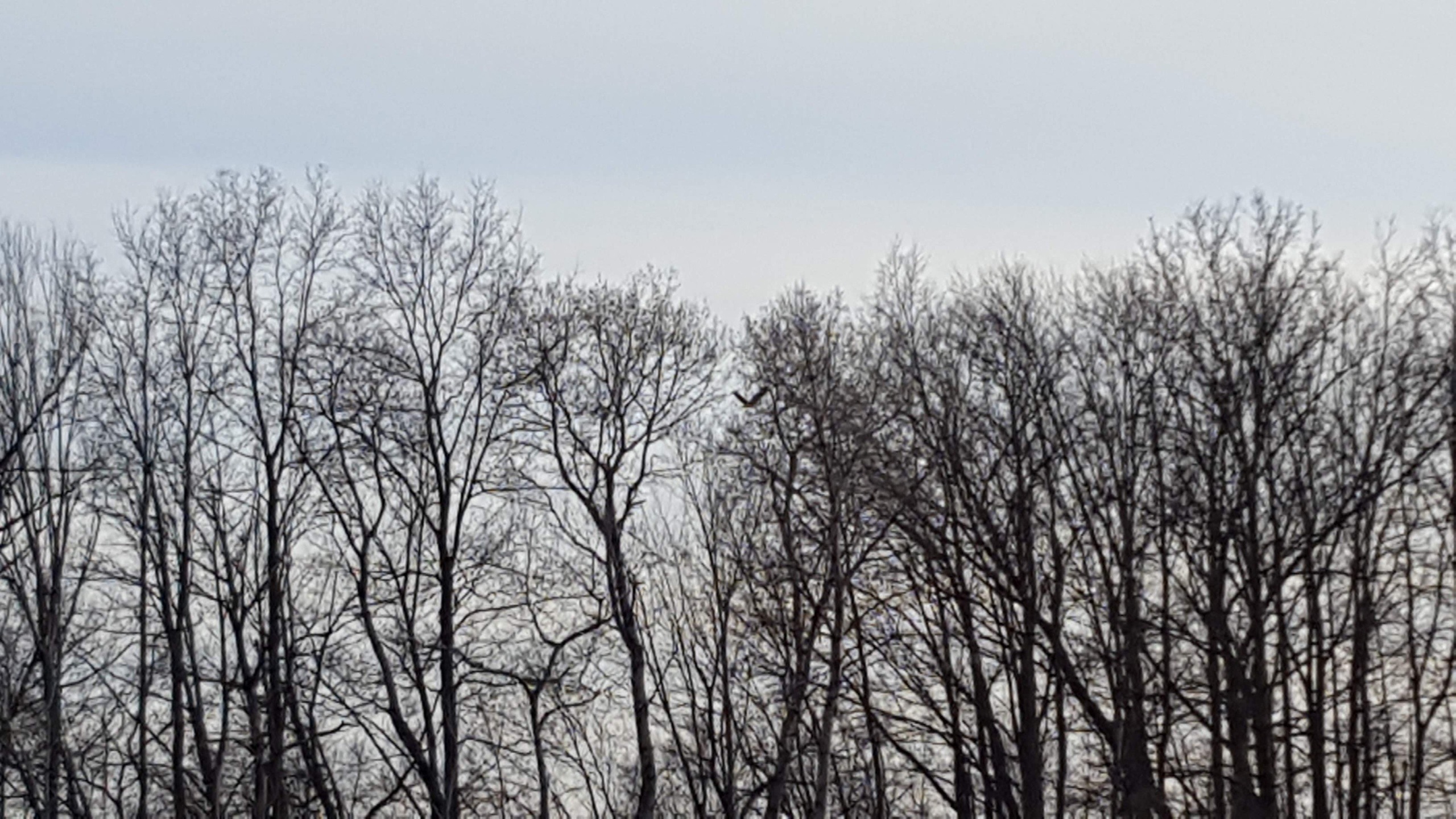 Red hawk soaring on tree line