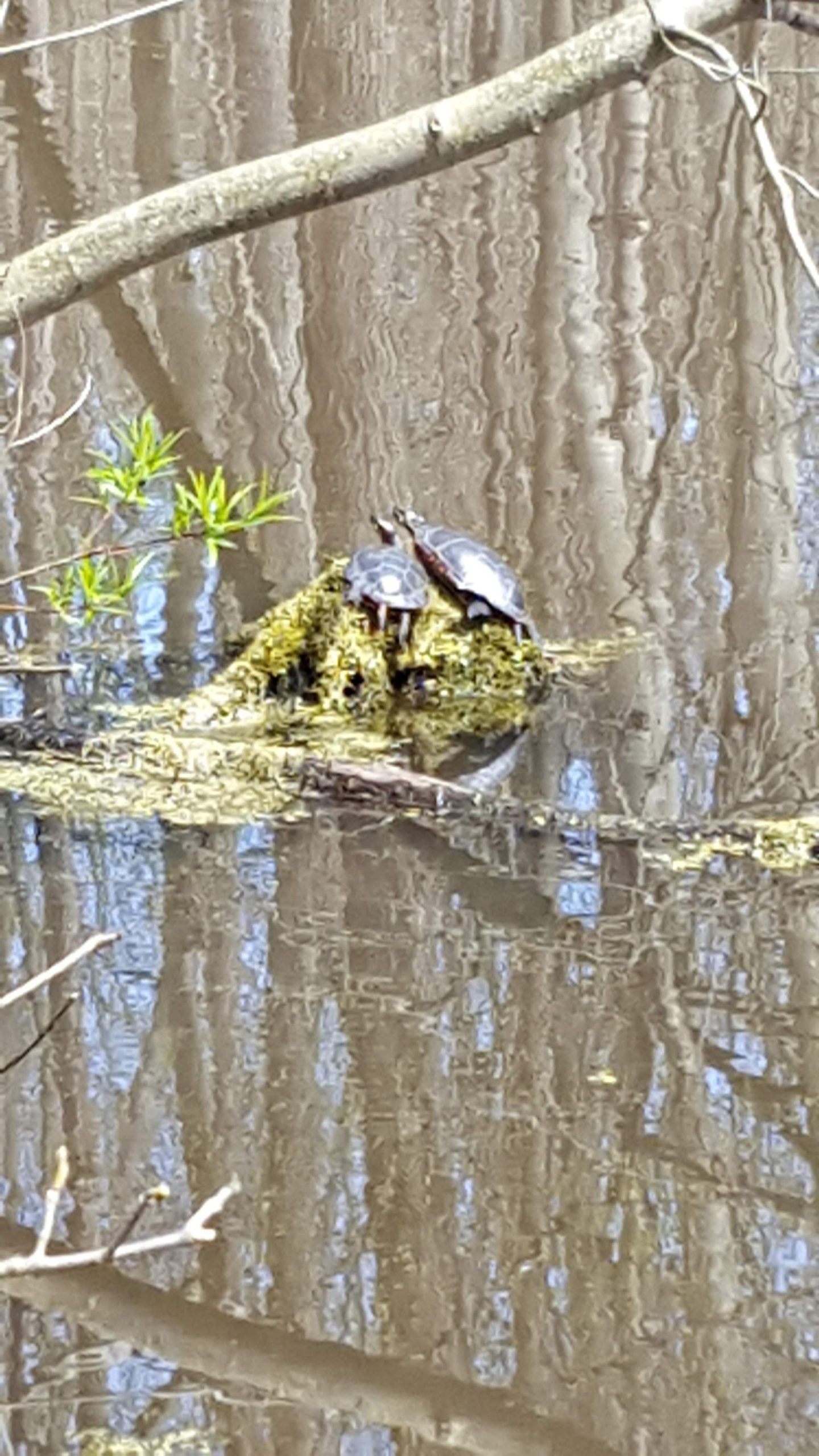 turtles sunbathing