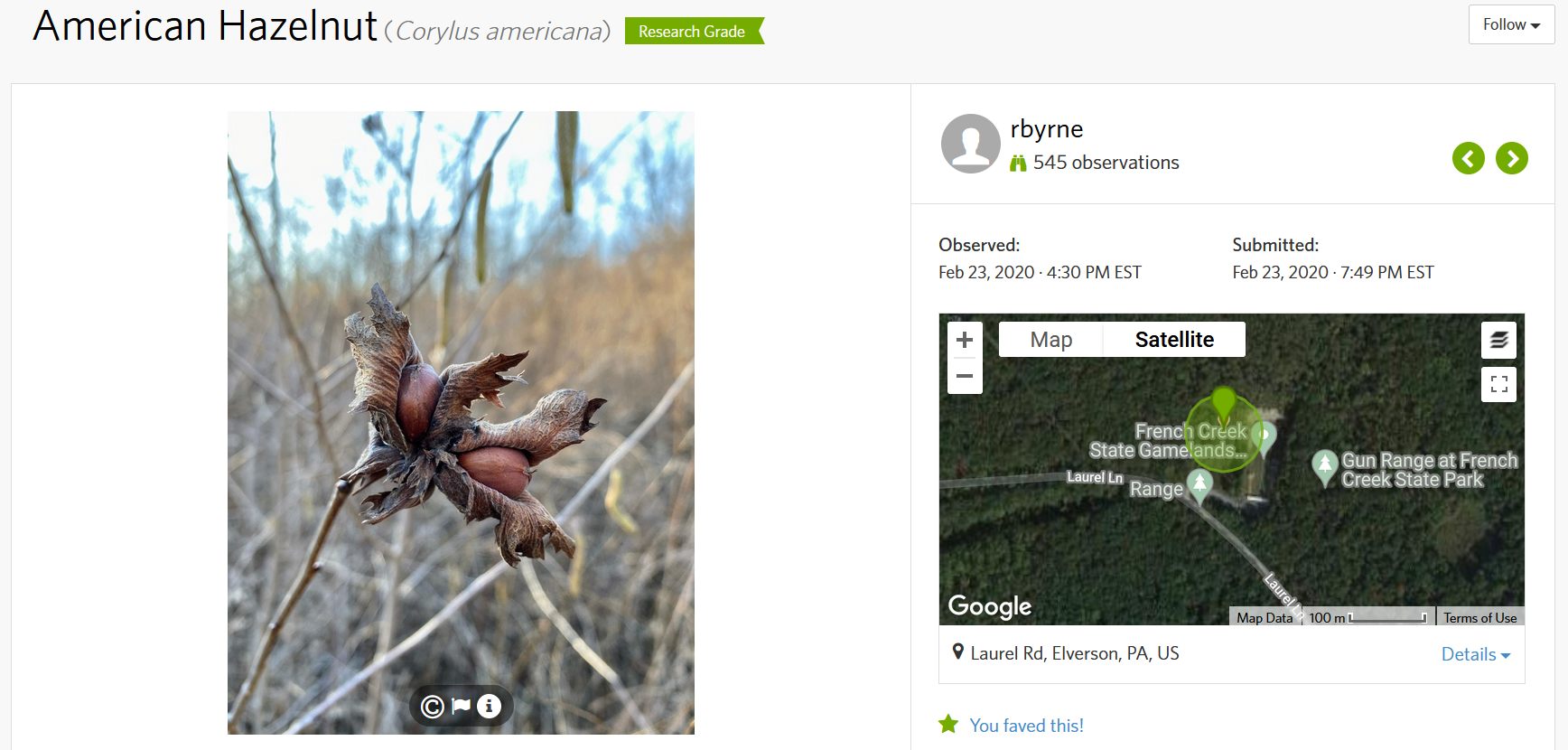 iNaturalist observation page for an American hazelnut in French Creek State Gamelands